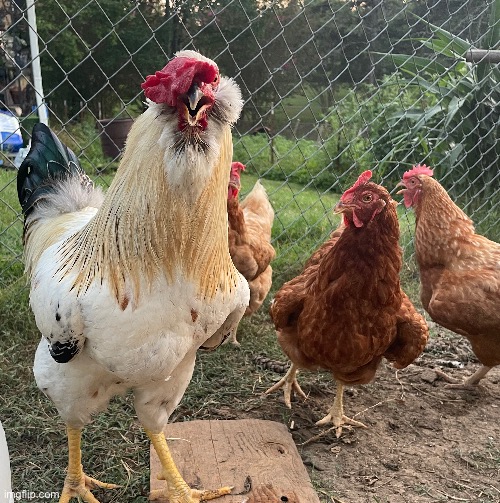 This is Oliver and his hens | made w/ Imgflip meme maker