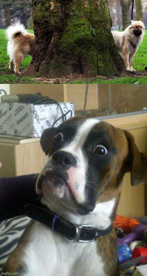Dog tree illusion | image tagged in blankie the shocked dog,dog,dogs,tree,optical illusion,memes | made w/ Imgflip meme maker