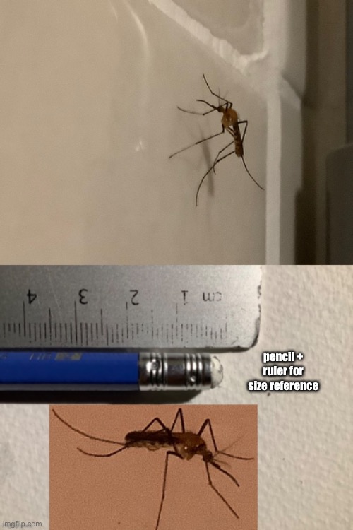 found this little shit | pencil + ruler for size reference | made w/ Imgflip meme maker