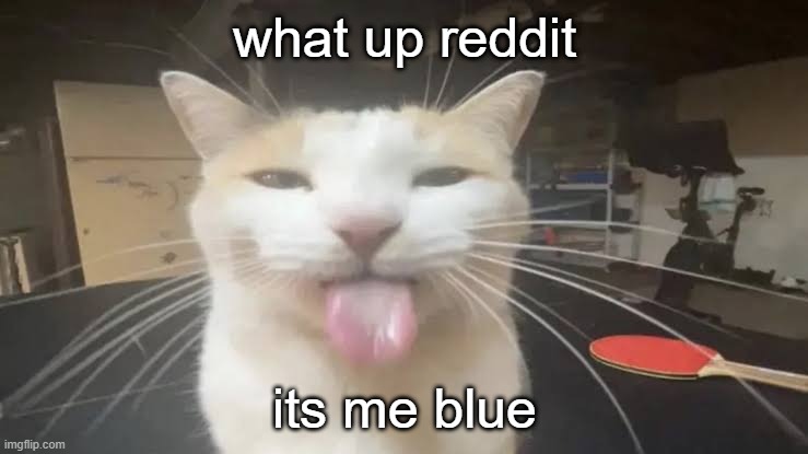 theres porn below me right | what up reddit; its me blue | image tagged in milly the silly cat bleh cat | made w/ Imgflip meme maker