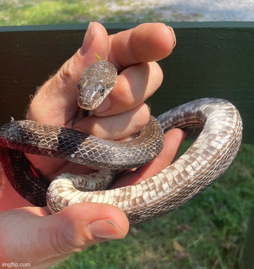 This is a rat snake. They do not hurt humans and they keep that pests away :) | image tagged in rat snake,snake,photography | made w/ Imgflip meme maker