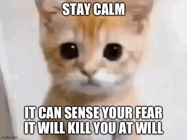 Remain calm. | STAY CALM; IT CAN SENSE YOUR FEAR
IT WILL KILL YOU AT WILL | image tagged in el gato,strange,creepy | made w/ Imgflip meme maker