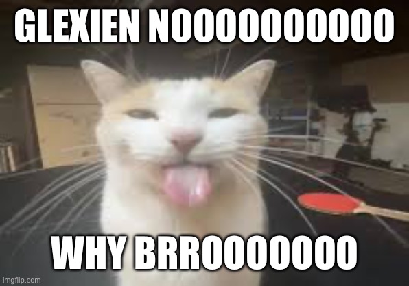 Cat | GLEXIEN NOOOOOOOOOO; WHY BRROOOOOOO | image tagged in cat | made w/ Imgflip meme maker