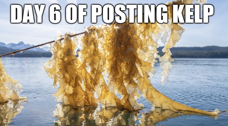 Kelp | DAY 6 OF POSTING KELP | image tagged in kelp | made w/ Imgflip meme maker