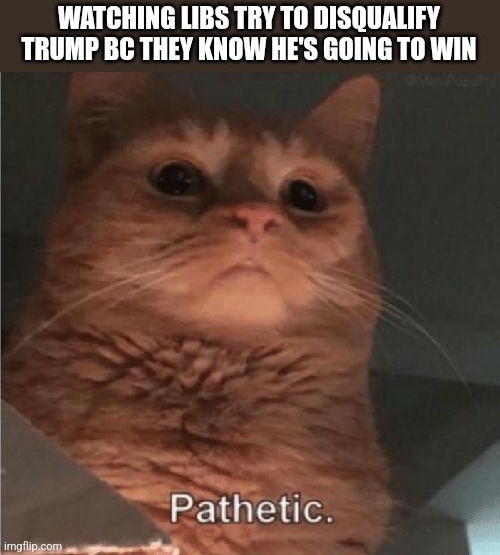 Pathetic Cat | WATCHING LIBS TRY TO DISQUALIFY TRUMP BC THEY KNOW HE'S GOING TO WIN | image tagged in pathetic cat | made w/ Imgflip meme maker