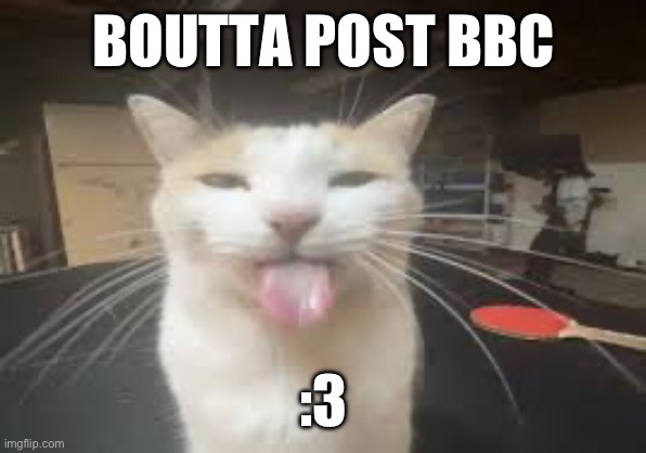 Cat | BOUTTA POST BBC; :3 | image tagged in cat | made w/ Imgflip meme maker