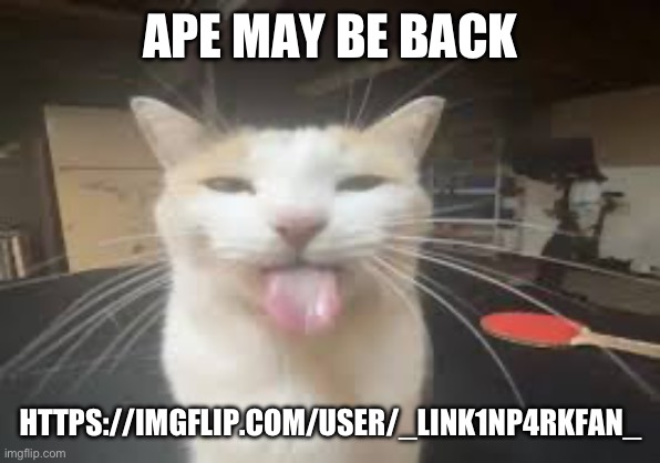 Cat | APE MAY BE BACK; HTTPS://IMGFLIP.COM/USER/_LINK1NP4RKFAN_ | image tagged in cat | made w/ Imgflip meme maker