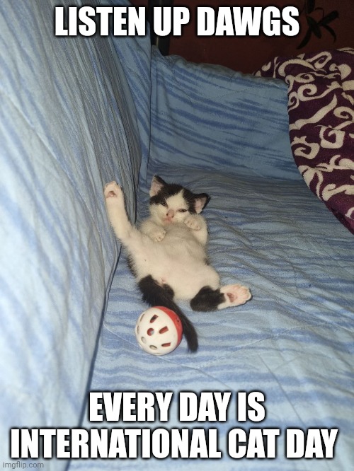 Cats | LISTEN UP DAWGS; EVERY DAY IS INTERNATIONAL CAT DAY | image tagged in funny cat memes | made w/ Imgflip meme maker