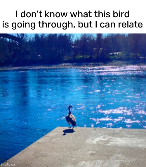 contemplating the meaning of life | I don’t know what this bird is going through, but I can relate | image tagged in funny,canada goose,meme,bird,i can relate | made w/ Imgflip meme maker