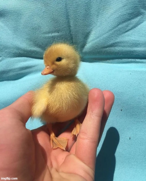 Ducky | image tagged in ducks,aww,cute | made w/ Imgflip meme maker