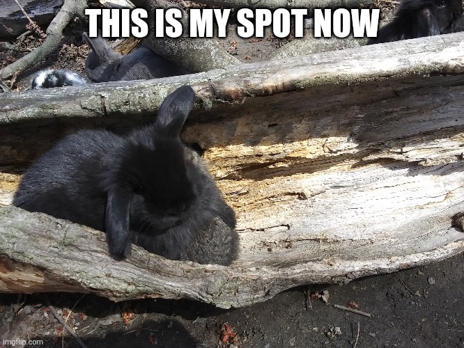 BUNNY FOUND A COMFORTABLE SPOT | THIS IS MY SPOT NOW | image tagged in bunny,rabbit | made w/ Imgflip meme maker