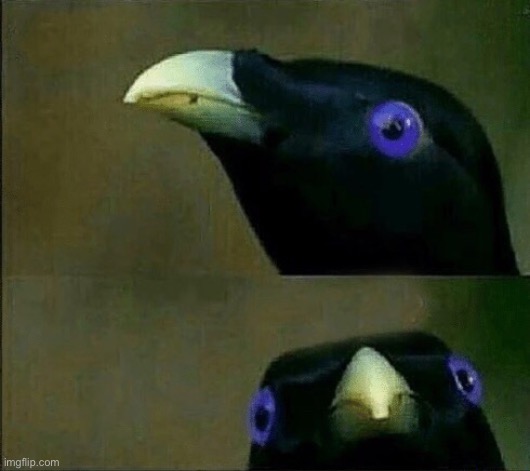you want sum fuk | image tagged in you want sum fuk | made w/ Imgflip meme maker