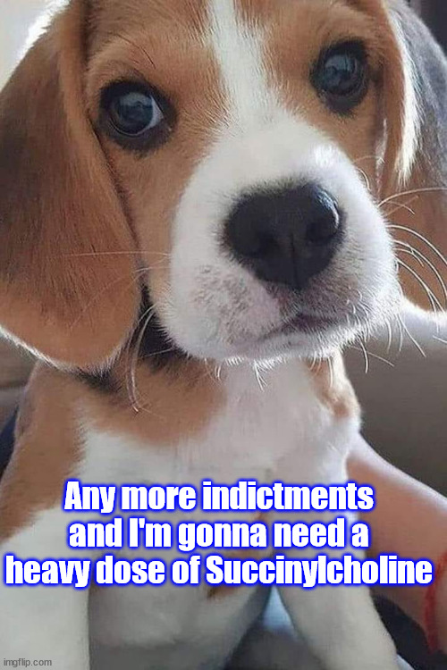 beagle and succinylcholine | Any more indictments and I'm gonna need a heavy dose of Succinylcholine | image tagged in beagle dog succs,sucinyldholine,beagle | made w/ Imgflip meme maker