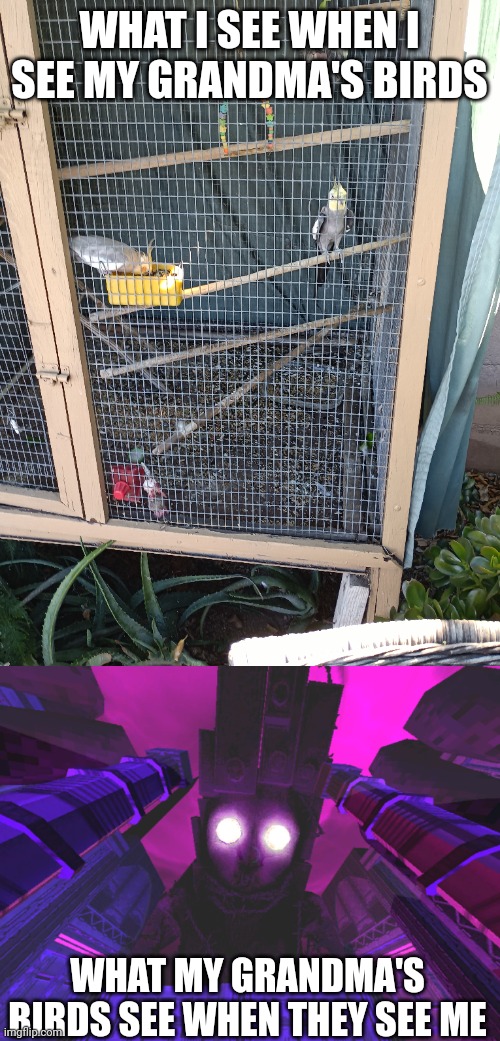 Ultrakill players here? | WHAT I SEE WHEN I SEE MY GRANDMA'S BIRDS; WHAT MY GRANDMA'S BIRDS SEE WHEN THEY SEE ME | image tagged in birds,video games,memes,funny | made w/ Imgflip meme maker