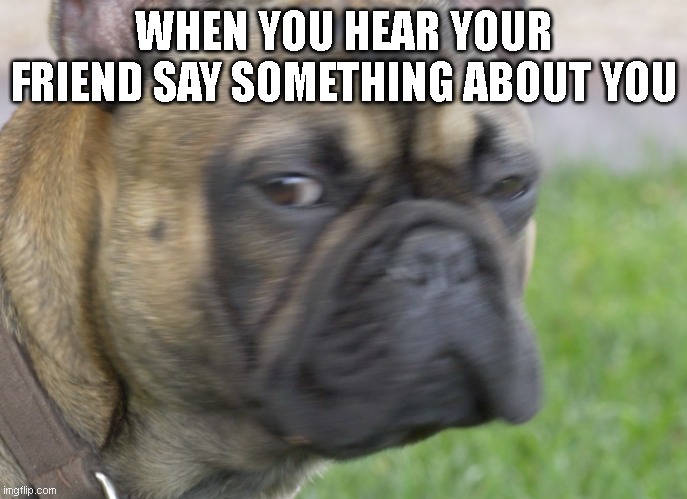 dog feels | WHEN YOU HEAR YOUR FRIEND SAY SOMETHING ABOUT YOU | image tagged in dog staredown | made w/ Imgflip meme maker