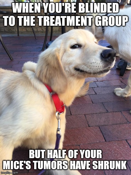 Treatment group | WHEN YOU'RE BLINDED TO THE TREATMENT GROUP; BUT HALF OF YOUR MICE'S TUMORS HAVE SHRUNK | image tagged in smug dog | made w/ Imgflip meme maker