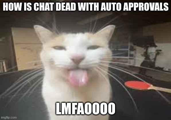 Cat | HOW IS CHAT DEAD WITH AUTO APPROVALS; LMFAOOOO | image tagged in cat | made w/ Imgflip meme maker