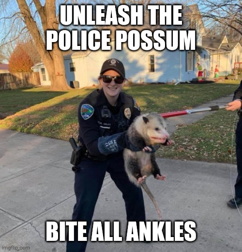 I'm hyperfixating on possums now, get ready | UNLEASH THE POLICE POSSUM; BITE ALL ANKLES | image tagged in police possum,possum | made w/ Imgflip meme maker