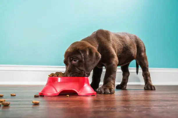 dog eating kibble Blank Meme Template