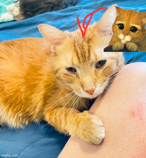 My Kitty | image tagged in my kitty | made w/ Imgflip meme maker