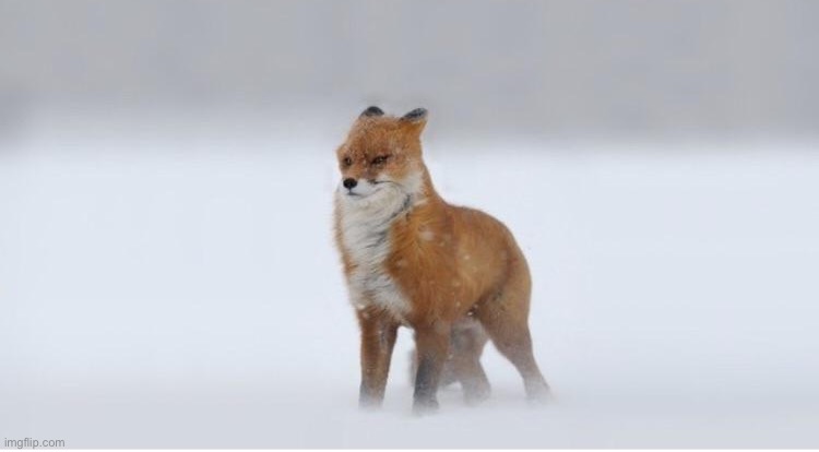 Wimdy Fox | image tagged in wimdy fox | made w/ Imgflip meme maker