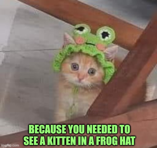 Kitten in a frog hat | BECAUSE YOU NEEDED TO SEE A KITTEN IN A FROG HAT | image tagged in kitten | made w/ Imgflip meme maker