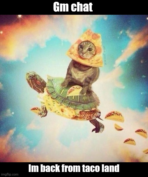 Gm | Gm chat; Im back from taco land | image tagged in space pizza cat turtle tacos | made w/ Imgflip meme maker