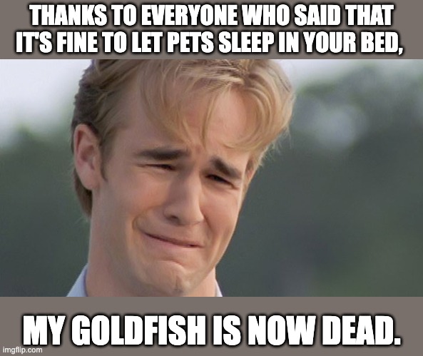 The idea was a flop | THANKS TO EVERYONE WHO SAID THAT IT'S FINE TO LET PETS SLEEP IN YOUR BED, MY GOLDFISH IS NOW DEAD. | image tagged in crying man | made w/ Imgflip meme maker