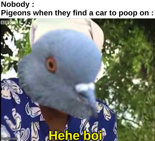They do it like they have nothing else to do | Nobody :
Pigeons when they find a car to poop on :; Hehe boi | image tagged in memes,funny,pigeons,poop,hehe boi,front page plz | made w/ Imgflip meme maker
