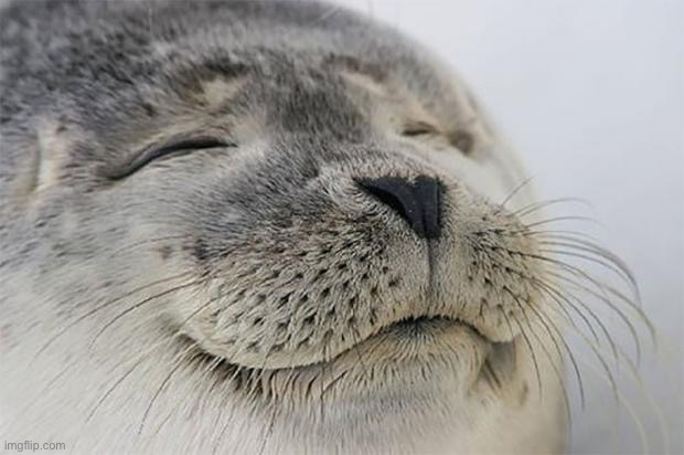 Caption this | image tagged in memes,satisfied seal | made w/ Imgflip meme maker