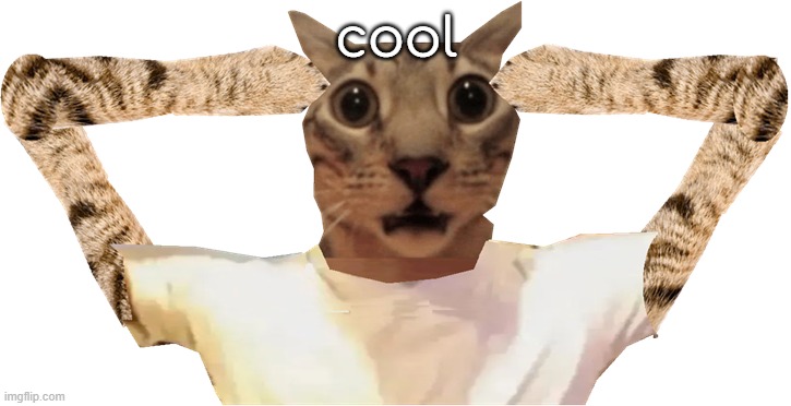 cat shocked | cool | image tagged in cat shocked | made w/ Imgflip meme maker