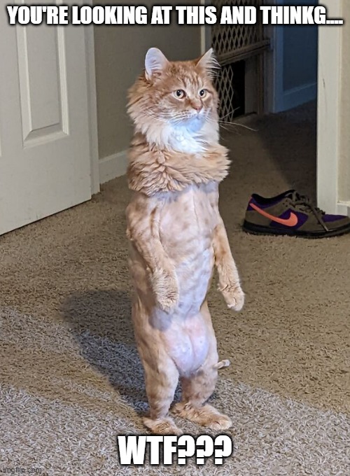 Stand Up | YOU'RE LOOKING AT THIS AND THINKG.... WTF??? | image tagged in funny cat | made w/ Imgflip meme maker