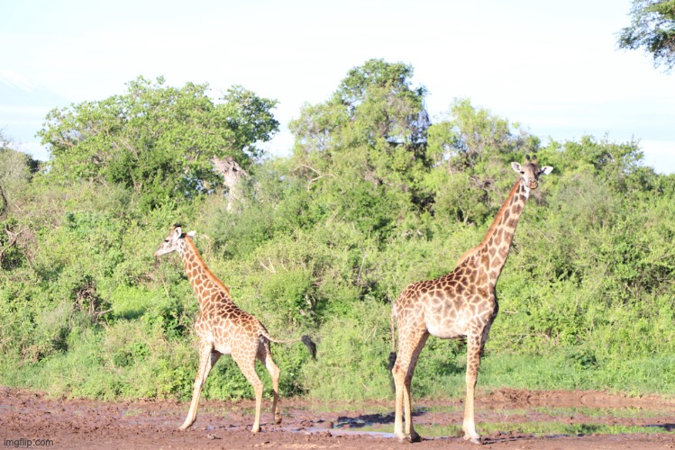A couple of teenage Giraffes | image tagged in 2021,nikon coolpix l310,safari,animals,giraffes,pics | made w/ Imgflip meme maker