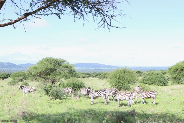A herd of zebras | image tagged in zebras,animals,pics,samsung galaxy a51,2021,safari | made w/ Imgflip meme maker