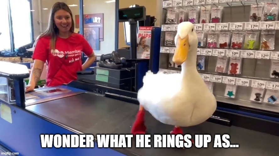 Duck Shopping | WONDER WHAT HE RINGS UP AS... | image tagged in funny duck | made w/ Imgflip meme maker