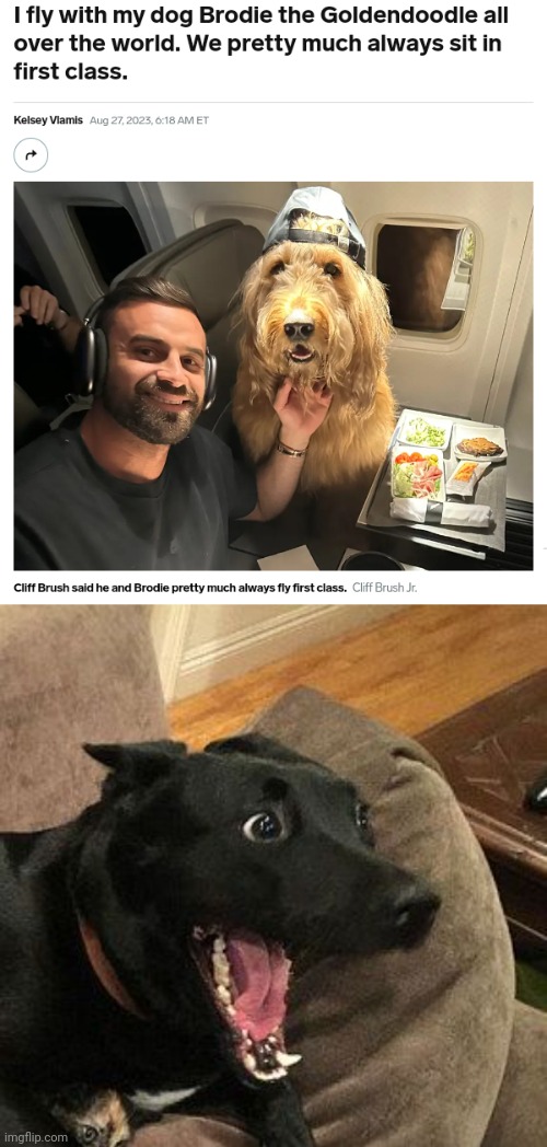 First class | image tagged in overly excited dog,first class,dogs,dog,memes,flying | made w/ Imgflip meme maker