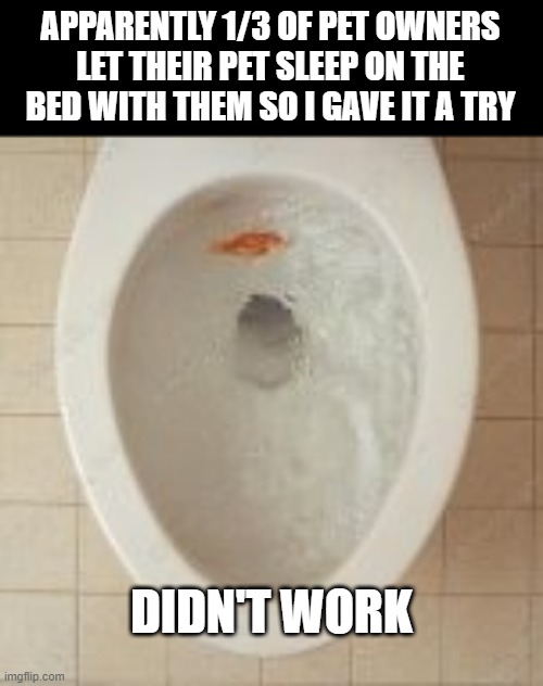 Flushed Away | APPARENTLY 1/3 OF PET OWNERS LET THEIR PET SLEEP ON THE BED WITH THEM SO I GAVE IT A TRY; DIDN'T WORK | image tagged in goldfish toilet burial | made w/ Imgflip meme maker