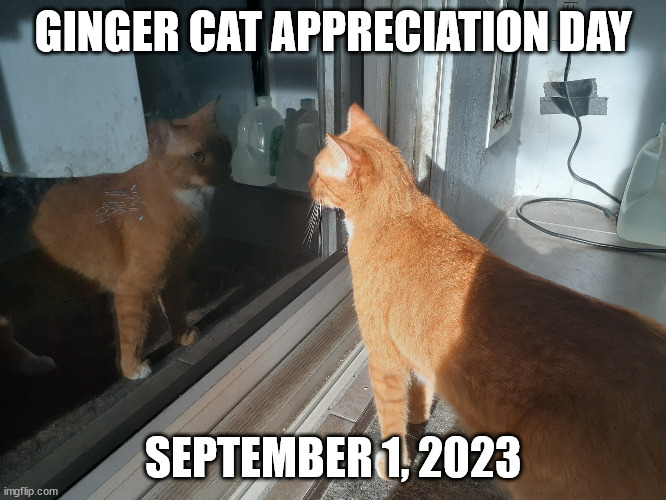 Ginger Cat Appreciation Day | GINGER CAT APPRECIATION DAY; SEPTEMBER 1, 2023 | image tagged in ginger,cat,orange,tabby,appreciation,red | made w/ Imgflip meme maker