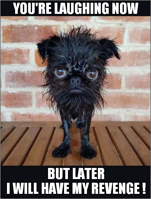 A Post Bath Glare ! | YOU'RE LAUGHING NOW; BUT LATER
I WILL HAVE MY REVENGE ! | image tagged in dogs,bath,threat,revenge,glare | made w/ Imgflip meme maker
