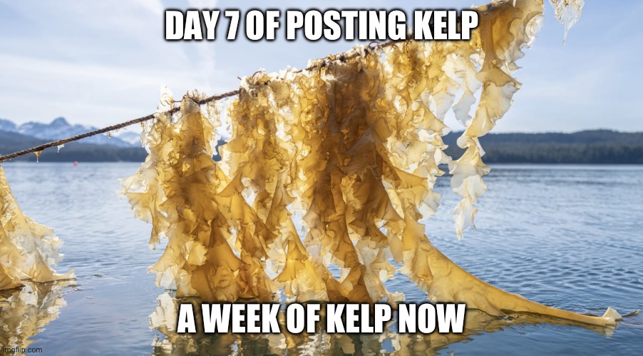 Kelp | DAY 7 OF POSTING KELP; A WEEK OF KELP NOW | image tagged in kelp | made w/ Imgflip meme maker