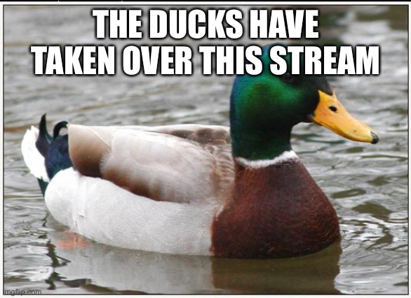 Actual Advice Mallard Meme | THE DUCKS HAVE TAKEN OVER THIS STREAM | image tagged in memes,actual advice mallard | made w/ Imgflip meme maker