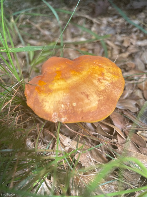 This mushroom is Ganoderma Curtisii. It is highly medicinal | made w/ Imgflip meme maker