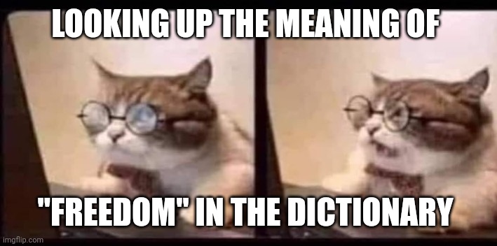 Cat Research | LOOKING UP THE MEANING OF "FREEDOM" IN THE DICTIONARY | image tagged in cat research | made w/ Imgflip meme maker