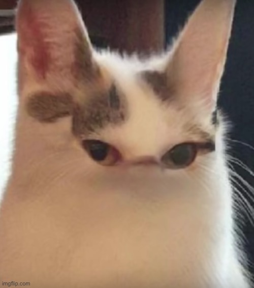 When Snapchat with your cat goes too far | image tagged in when snapchat with your cat goes too far | made w/ Imgflip meme maker