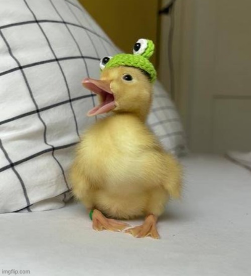 Baby duck with frog Hat | image tagged in baby duck with frog hat | made w/ Imgflip meme maker