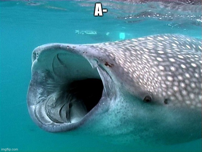 whale shark | A- | image tagged in whale shark | made w/ Imgflip meme maker