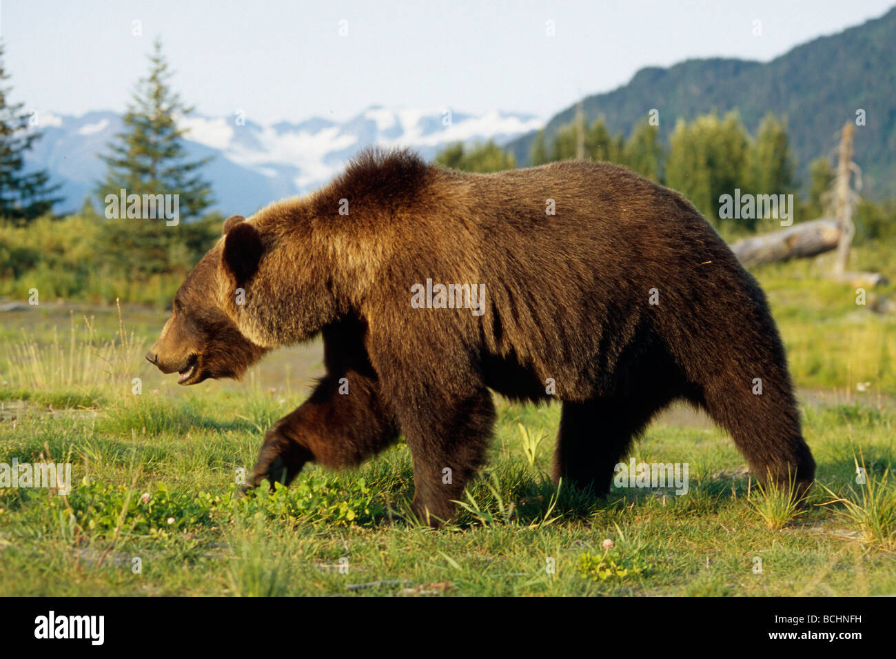 Bear walking Blank Meme Template