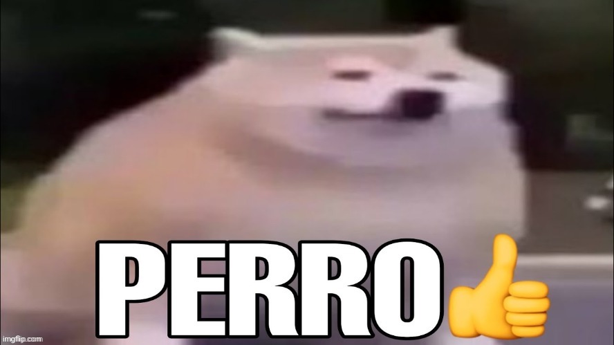 perro | image tagged in perro | made w/ Imgflip meme maker