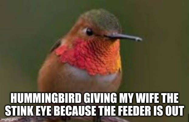 Hummingbird Stink Eye | HUMMINGBIRD GIVING MY WIFE THE STINK EYE BECAUSE THE FEEDER IS OUT | image tagged in stink | made w/ Imgflip meme maker