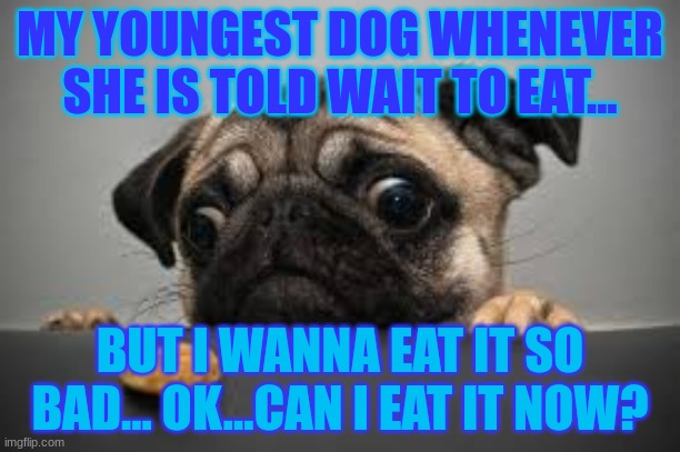 MY YOUNGEST DOG WHENEVER SHE IS TOLD WAIT TO EAT... BUT I WANNA EAT IT SO BAD... OK...CAN I EAT IT NOW? | made w/ Imgflip meme maker